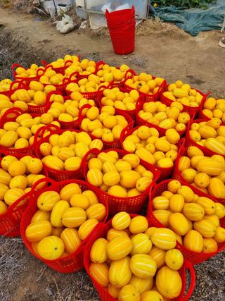 팜모닝회원,이중희 님의 병해충 박멸! 살충제 추천 · 참여글 작성글 사진