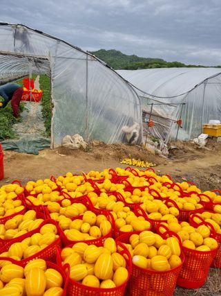 팜모닝회원,이중희 님의 병해충 박멸! 살충제 추천 · 참여글 작성글 사진