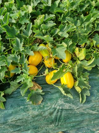 팜모닝회원,이중희 님의 병해충 박멸! 살충제 추천 · 참여글 작성글 사진