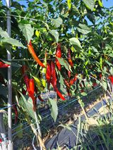 팜모닝 고추·품종•종자 게시글 이미지