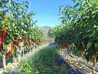 박흠님의 고추 · 품종•종자 작성글 사진