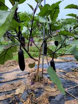 팜모닝 기타작물·자유게시판 게시글 이미지