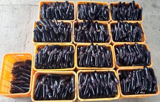 이시형님의 기타작물 · 자유게시판 작성글 사진