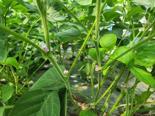 박인병님의 콩 · 자유게시판 작성글 사진