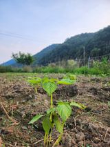 팜모닝 들깨·자유게시판 게시글 이미지