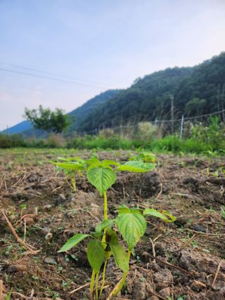 경아9월에님의 들깨 · 자유게시판 작성글 사진