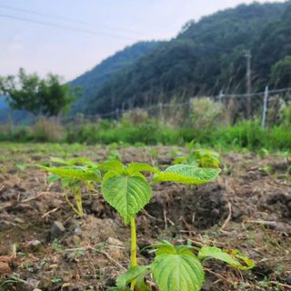 경아9월에님의 들깨 · 자유게시판 작성글 사진