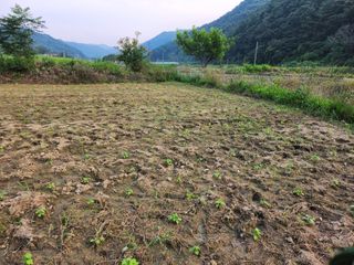 경아9월에님의 들깨 · 자유게시판 작성글 사진