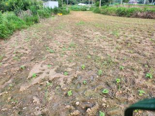 경아9월에님의 들깨 · 자유게시판 작성글 사진