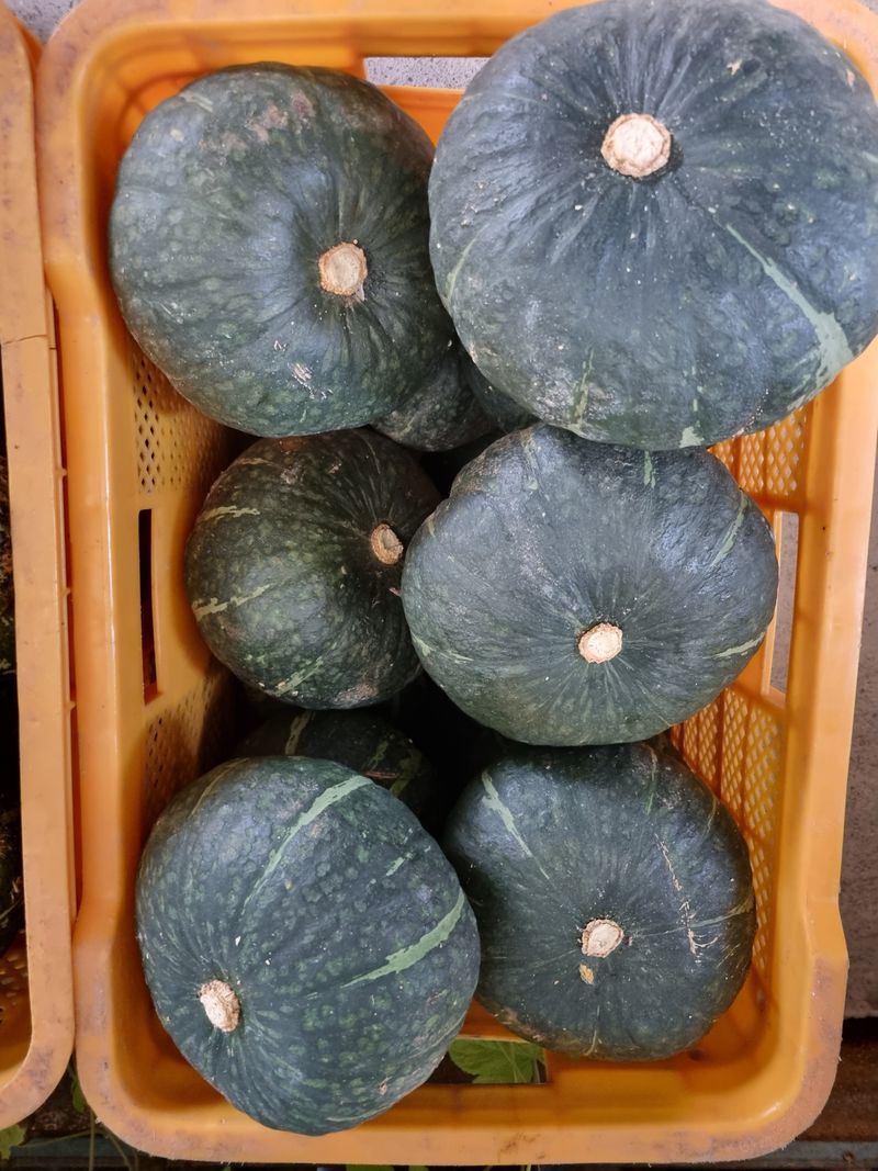 장터 상품 [단호박1kg] 썸네일