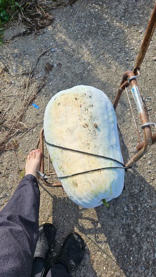 종철아님의 기타작물 · 자유게시판 작성글 사진