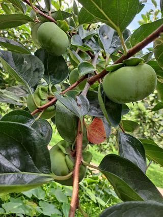 경원님의 감 · 영농일지 작성글 사진