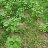 팜모닝 들깨·영농일지 게시글 이미지