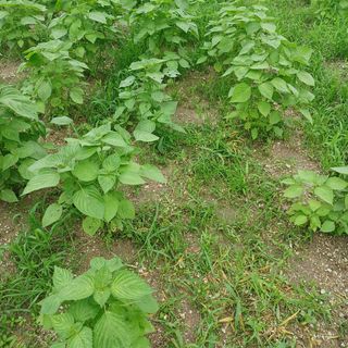 허재영 님의 들깨 · 영농일지 작성글 사진