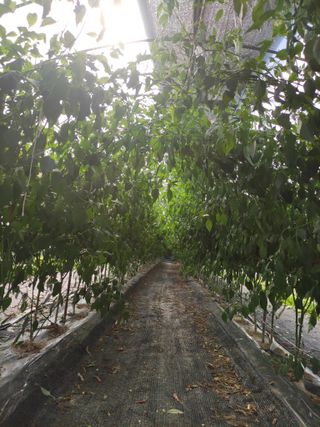 농민님의 고추 · 수확 작성글 사진