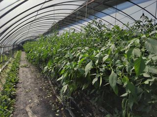 농민님의 고추 · 수확 작성글 사진