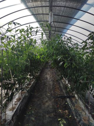 농민님의 고추 · 수확 작성글 사진