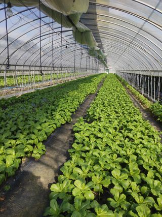 농민님의 상추 · 자유게시판 작성글 사진