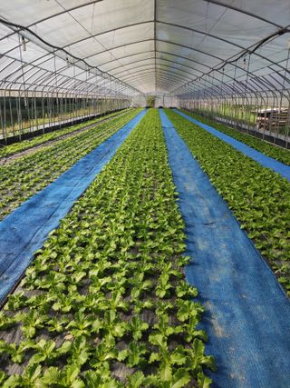 농민님의 상추 · 자유게시판 작성글 사진