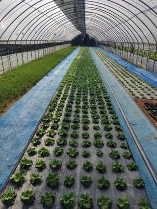 농민님의 상추 · 자유게시판 작성글 사진