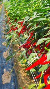 팜모닝 장터이야기·자유게시판 게시글 이미지