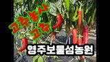 팜모닝 고추·수확 게시글 이미지