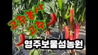 서민정님의 고추 · 수확 작성글 사진