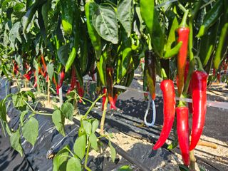 서민정님의 고추 · 수확 작성글 사진