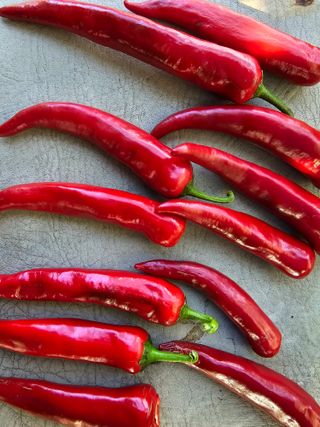 서민정님의 고추 · 수확 작성글 사진