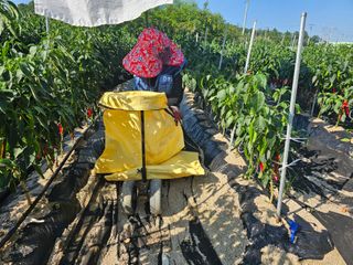 서민정님의 고추 · 수확 작성글 사진