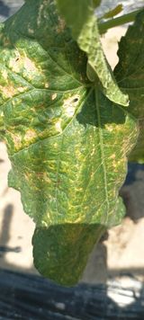 팜모닝 오이·병해충상담 게시글 이미지