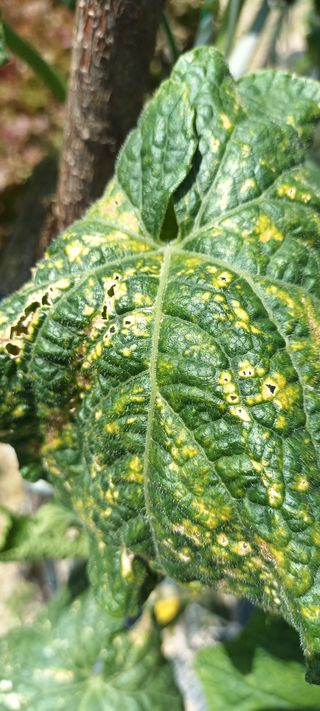 손정생님의 오이 · 병해충상담 작성글 사진