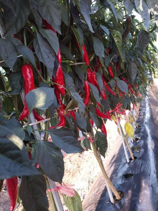 5월출석왕이레요님의 자유주제 · 자유게시판 작성글 사진