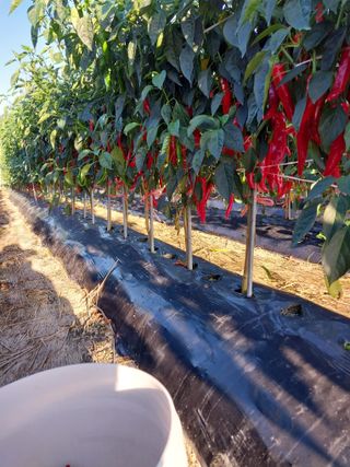 5월출석왕이레요님의 자유주제 · 자유게시판 작성글 사진