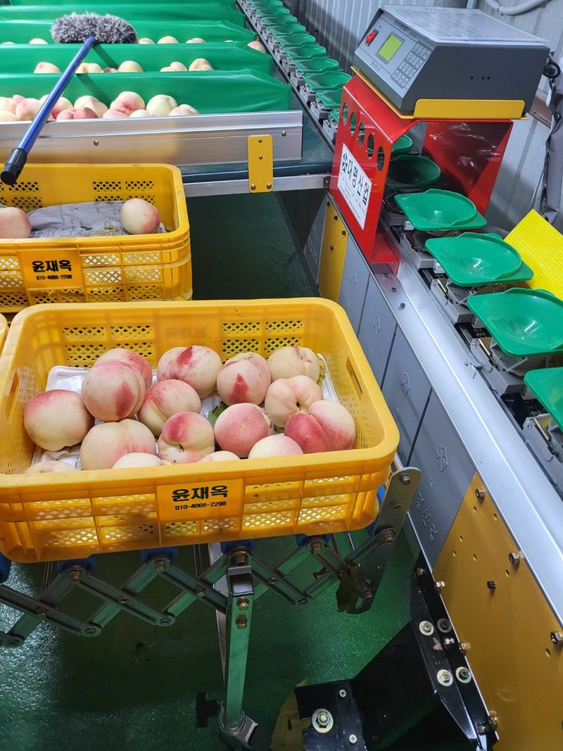 윤태용님의 장터 판매 상품 [복숭아 백도 유명4kg] 첨부 사진