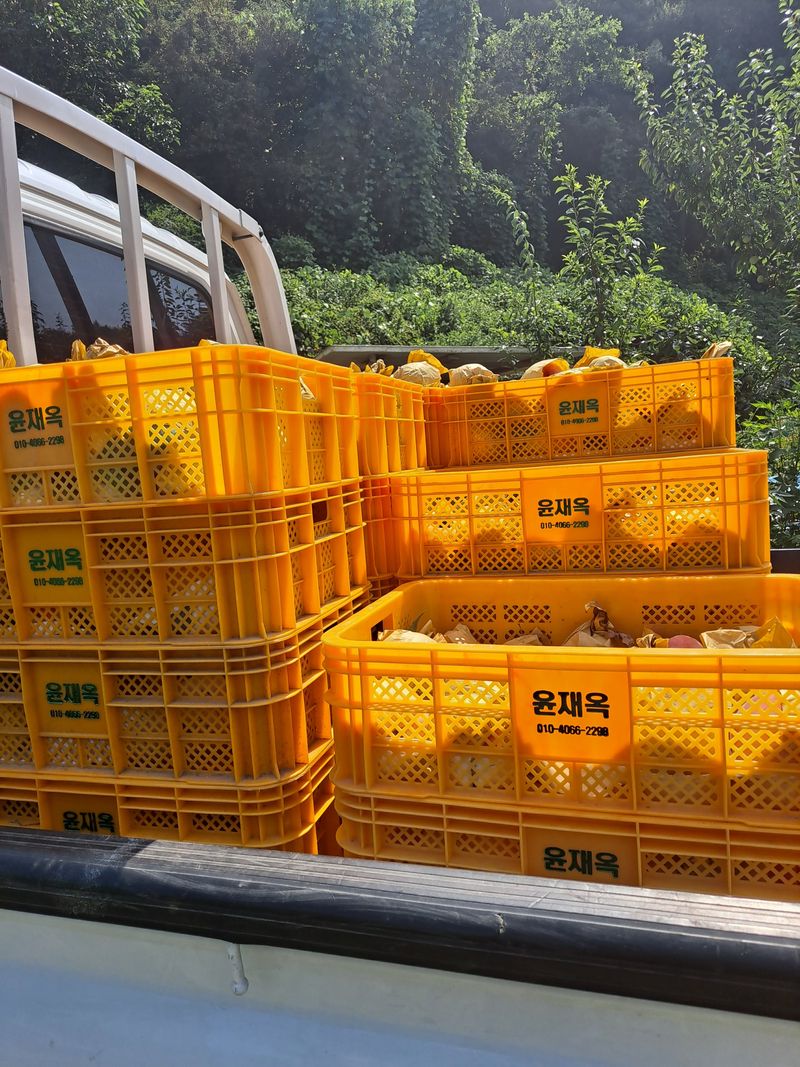 윤태용님의 장터 판매 상품 [복숭아 백도 유명4kg] 첨부 사진