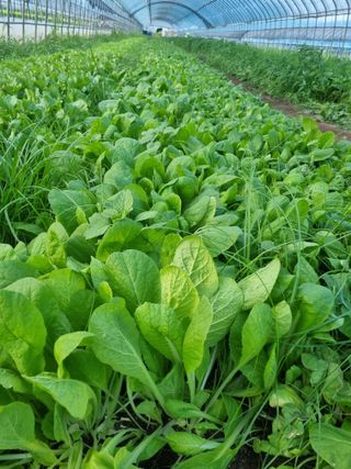 이명숙님의 배추 · 일상 작성글 사진