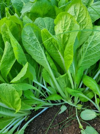 이명숙님의 배추 · 일상 작성글 사진