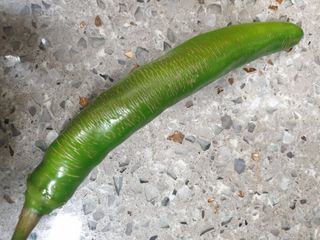 장철님의 고추 · 병해충상담 작성글 사진