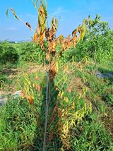 팜모닝 복숭아·병해충상담 게시글 이미지