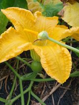 팜모닝 호박·영농일지 게시글 이미지