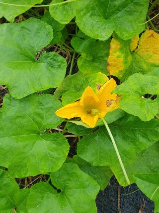 표고버섯28929님의 호박 · 영농일지 작성글 사진