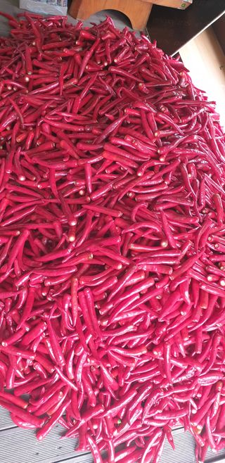 권오영님의 고추 · 일상 작성글 사진