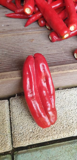 권오영님의 고추 · 일상 작성글 사진