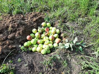 강성민님의 사과 · 영농일지 작성글 사진