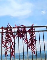 팜모닝 고추·일상 게시글 이미지