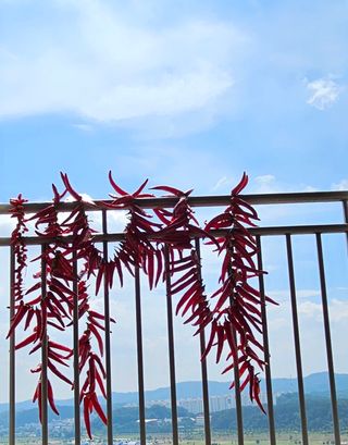 실크로드님의 고추 · 일상 작성글 사진