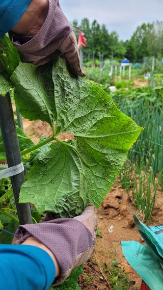 천인환님의 오이 · 병해충상담 작성글 사진