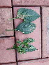 팜모닝 기타작물·병해충상담 게시글 이미지