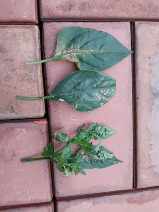 열매팜님의 기타작물 · 병해충상담 작성글 사진